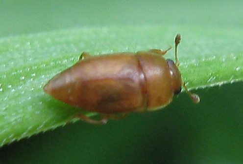 Ignoto? Epuraea sp.